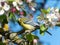 Closeup of curious Great tit Parus major sitting on the branch and looking away in an apple tree white and pink flowers in the