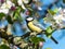 Closeup of curious Great tit Parus major sitting on the branch and looking up in an apple tree white and pink flowers in the