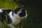Closeup of a curious hunting black-and-white cat on the green grass background