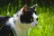 Closeup of a curious hunting black-and-white cat on the green grass background