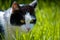 Closeup of a curious hunting black-and-white cat on the green grass background