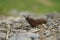 Closeup on a curious large red European slug, Arion rufus on a roadside after rain