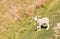 Closeup of curious newborn lamb standing on grassy meadow