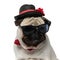 Closeup of curious Pug puppy wearing hat, sunglasses and bowtie