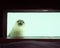 Closeup of curious seal in pieterburen