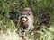 Closeup of Curious Smiling Raccoon