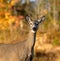 Closeup Curious White-Tailed Deer Autumn Background