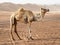 Closeup of a curious wild camels in the Wahiba Sands desert in O