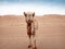 Closeup of a curious wild camels in the Wahiba Sands desert in O