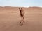 Closeup of a curious wild camels in the Wahiba Sands desert in O