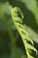 Closeup curled fern frond