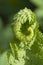 Closeup curled fern frond