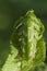 Closeup curled fern frond