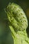 Closeup curled fern frond