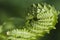 Closeup curled fern frond