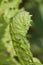 Closeup curled fern frond