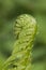 Closeup curled fern frond