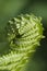 Closeup curled fern frond