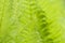Closeup curled fern frond