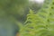 Closeup curled fern frond