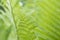 Closeup curled fern frond