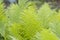 Closeup curled fern frond