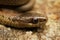 Closeup on a curled up juvenile Northwestern Gartersnake, Thamnophis ordinoides