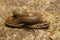 Closeup on a curled up juvenile Northwestern Gartersnake, Thamnophis ordinoides