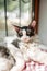 Closeup on curly black and white cornish rex cat