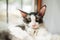 Closeup on curly black and white cornish rex cat