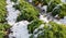 Closeup of curly kale with snow