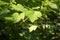 Closeup of a curly vine with young leaves over green foliage, selective focus