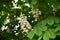 Closeup of curly white blossoms and green leaves on blurry background. White flowers among lush foliage. Inflorescence of chestnut