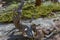 Closeup of the curved crooked distorted old tree in a national park, USA. Bare naked roots