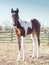 Closeup of cute adorable baby horse, pinto filly colt