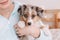 Closeup of cute adorable miniature Australian shepherd puppy. Pet owner holding domestic animal dog on hands arms. Home domestic