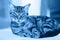 Closeup of cute adorable tabby cat with stripes lying on sofa couch. Toned with trend 2020 blue dark classic color. Domestic pet