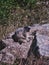 Closeup of a cute Alpine marmot on a stone in a forest