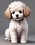 Closeup Cute baby dog isolated.young puppy