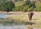 Closeup of a  cute baby elephant walking through a natural landscape,Chobe National Park, Botswana