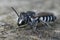 Closeup on a cute black and white female Apical leafcutter solitary bee, Megachile apicalis sitting on wood