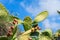 Closeup Cute Cactus plants or Opuntia cactus prickly pear on blue sky and white clouds natural background.