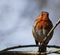 Closeup of a cute chubby robin redbreast standing on a branch in the woods