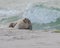 Closeup of a cute chunky seal on the shore of the ocean with a blurry background