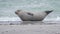 Closeup of a cute chunky seal on the shore of the ocean with a blurry background