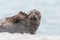 Closeup of a cute chunky seal on the shore of the ocean with a blurry background