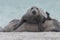 Closeup of cute chunky seals on the shore of the ocean with a blurry background
