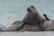 Closeup of cute chunky seals on the shore of the ocean with a blurry background