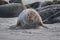 Closeup of cute chunky seals on the shore of the ocean with a blurry background