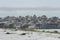 Closeup of cute chunky seals on the shore of the ocean with a blurry background